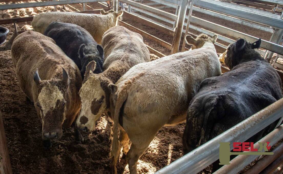 At South Eastern Livestock Exchange on Thursday, P Gubb sold 6 Murray Grey cows with Michael Hall Livestock & Property for 293c/kg, av 595.8kg, $1745.79ph. Photo courtesy Heidi Grange, SELX.