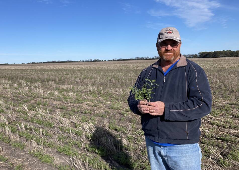 Finally a sunny day at Krui Plains, Tulloona, north of Moree. Darryl Bartelen planted HatTrick chickpeas into wheat stubble and achieved a high strike rate despite the big wet. Photo: Chris Wright