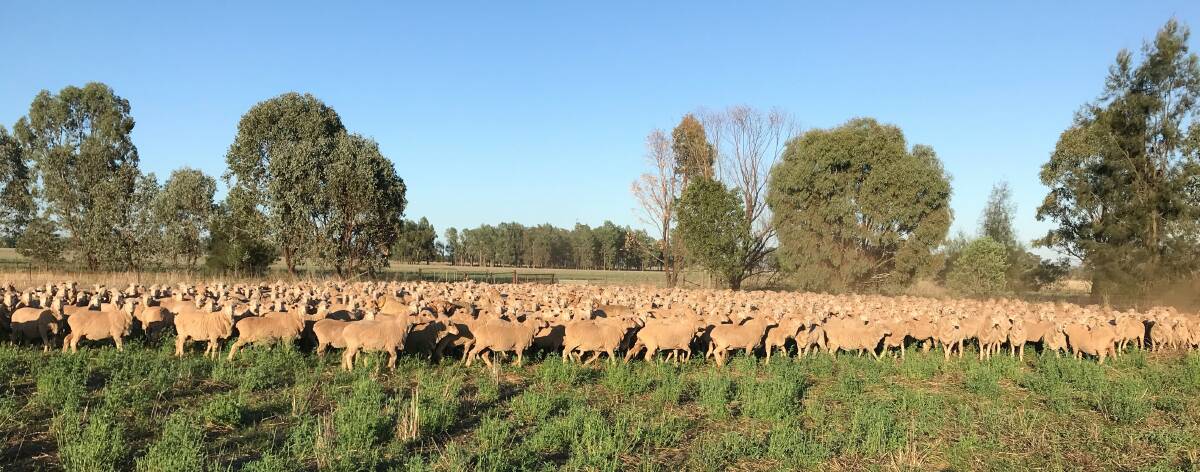 Ewes on Stanleigh have done very well on the lucerne of Parkes with Northern Tablelands bloodlines, with micron of 17 and 17.5 for hoggetts.