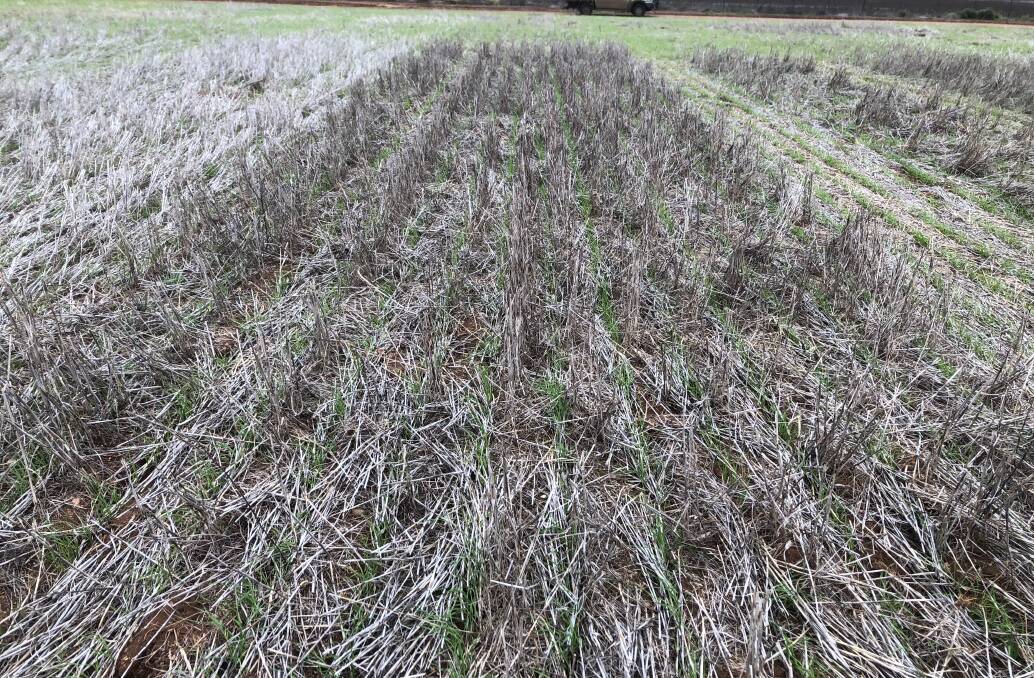 Stubble no worries for sowing at Courallie Park. Wheat emerging through wheat stubble.