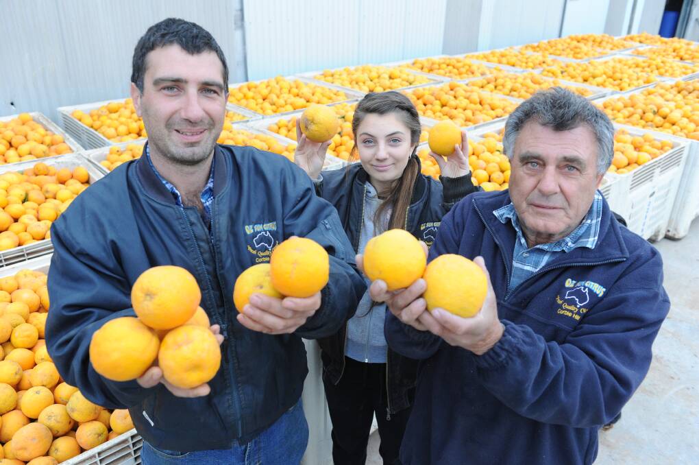 RIPE: Oz Sun Citrus's Lou Mandaglio, with his sister Chelsea and father Joe are excited at the new prospects for citrus in the Riverina. Photo by Rachael Webb.