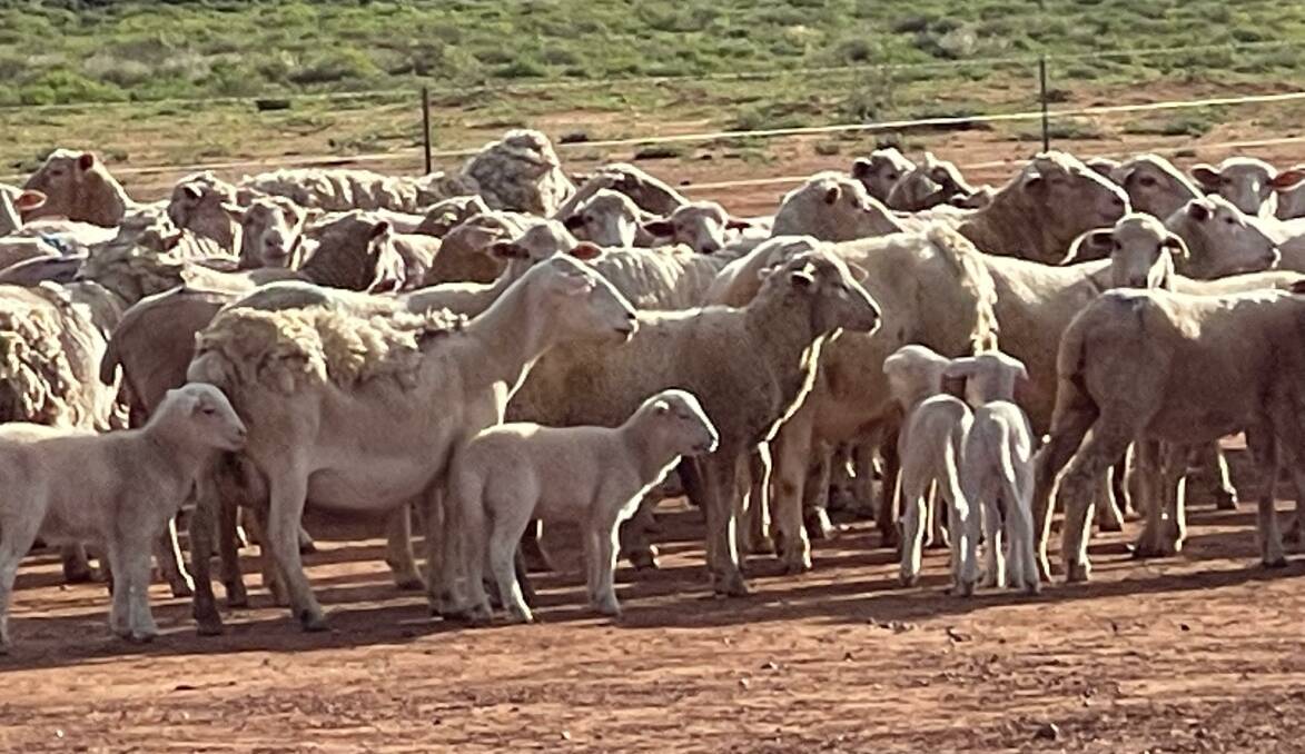 Scanning rates have climbed 100 per cent in the Far West since good rain. The Turners' Polpah ewes and lambs.