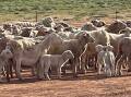 Scanning rates have climbed 100 per cent in the Far West since good rain. The Turners' Polpah ewes and lambs.