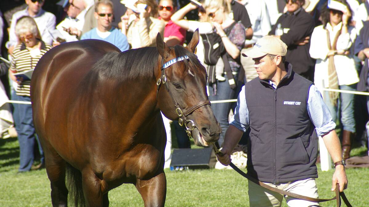  Now deceased, Street Cry (paraded by Steve Toole in 2010) on parade at Godolphins Kelvinside at Aberdeen. Sire sons of Street Cry are making prominence via progeny on the track on both sides of the nation. Photo Virginia Harvey 