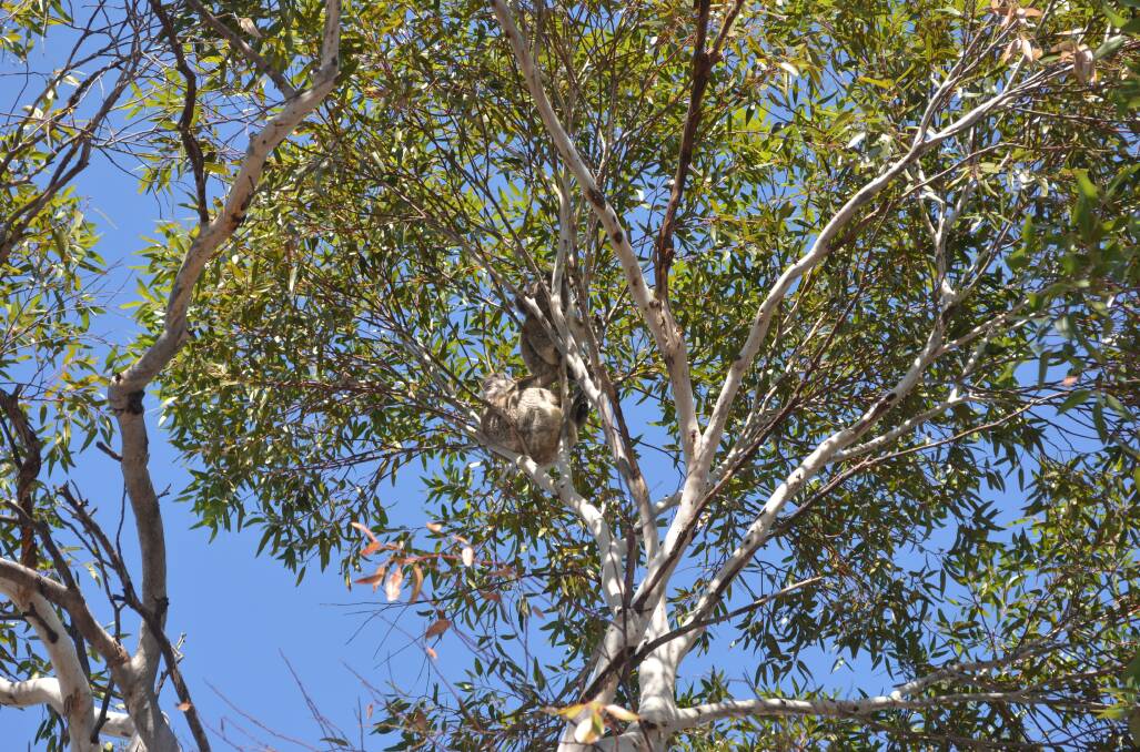The two koalas in the Moree carpark this week. They were relocated by WIRES. Photo courtesy of Moree Champion.