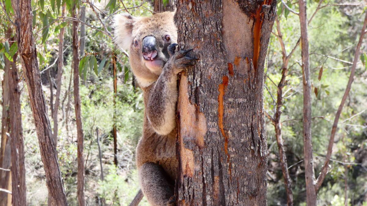Koala protection plans have created a rift between the Liberal and National coalition partners.