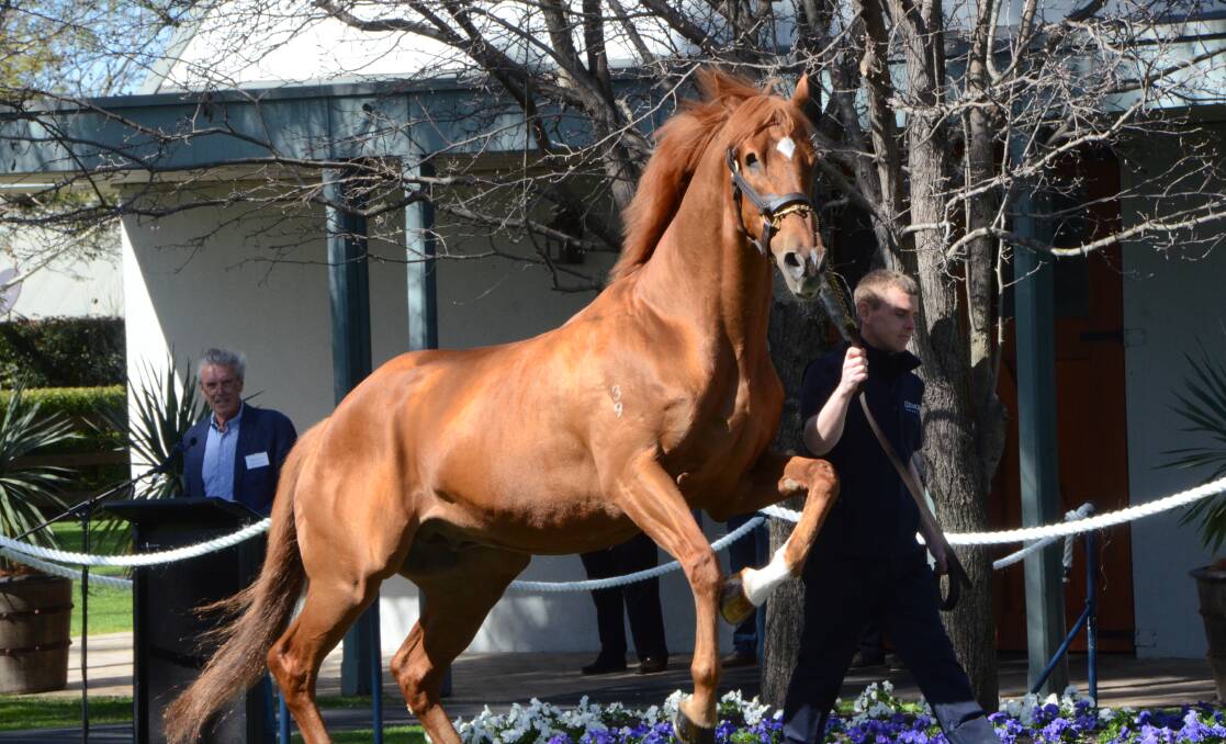 Coolmore Studs stalwart chestnut stallion Choisir recently deceased, seen when feeling frisky on parade at Jerrys Plains five years ago. Photo Virginia Harvey. 