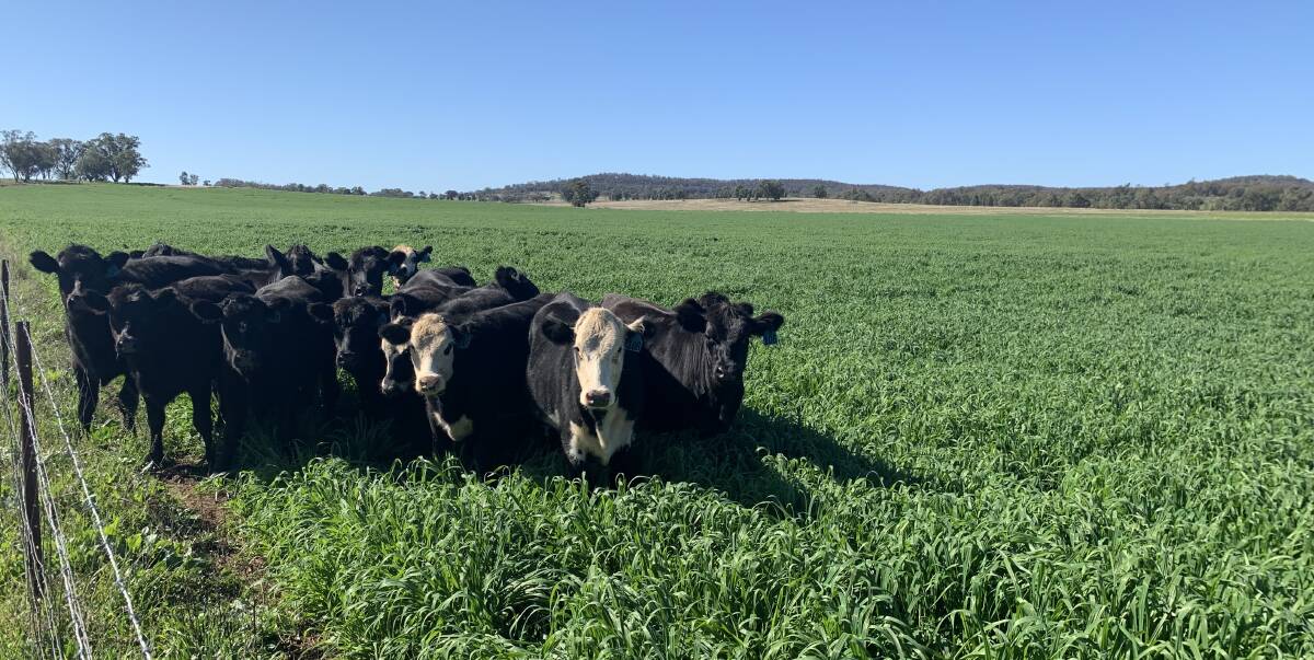  'The Ranch' in the Neilrex area between Dunedoo, Coolah and Binnaway is one of many rural properties coming up for sale. Offered by Nutrien Harcourts Dubbo, the 400ha mixed grazing property has enjoyed a great season.