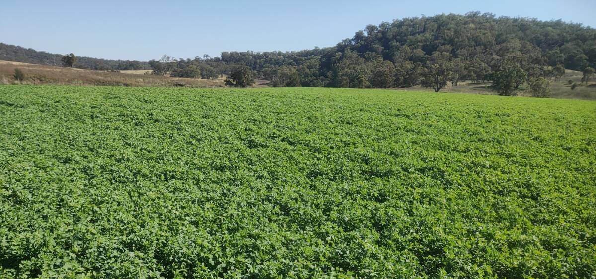Lucerne, one of the main hosts for blue green aphids. Resistant varieties is an important control strategy.
