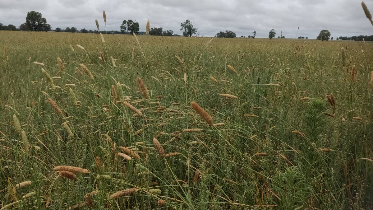 In some environments, Phalaris is a dominant perennial species. Careful management can add to species diversity and ability to supply nitrogen for the grasses. 