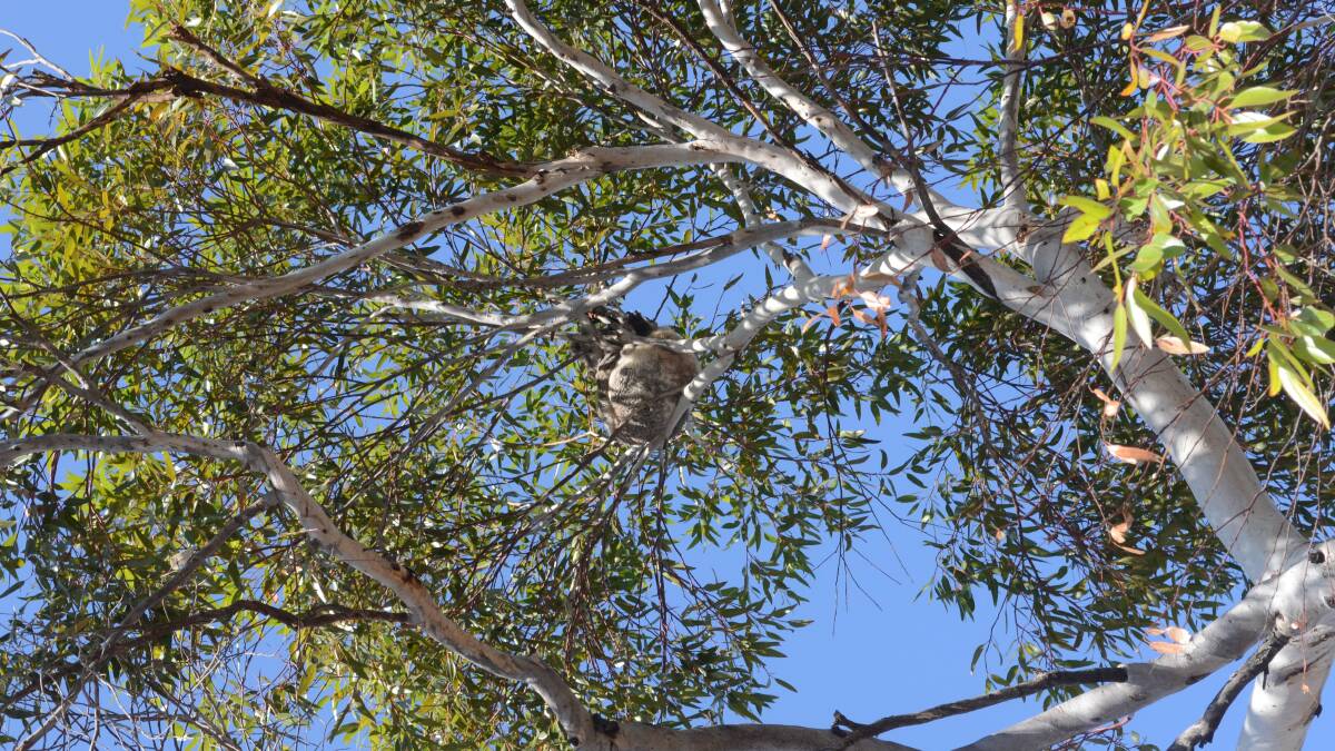 Rare koala sighting in Moree township