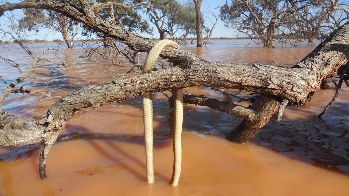 Needing a drink or shy? A massive mulga snake hangs off a branch in a lake that suddenly formed after 40mm was recorded at Langawirra station north-east of Broken Hill. Photo by Lachlan Gall.