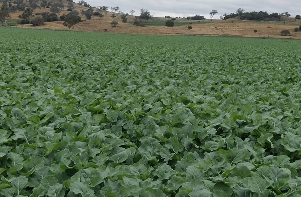 Research indicates nitrogen fertiliser applied to canola rarely has a detrimental affect should the season turn dry. Excess nitrogen is available to the next season's crop.