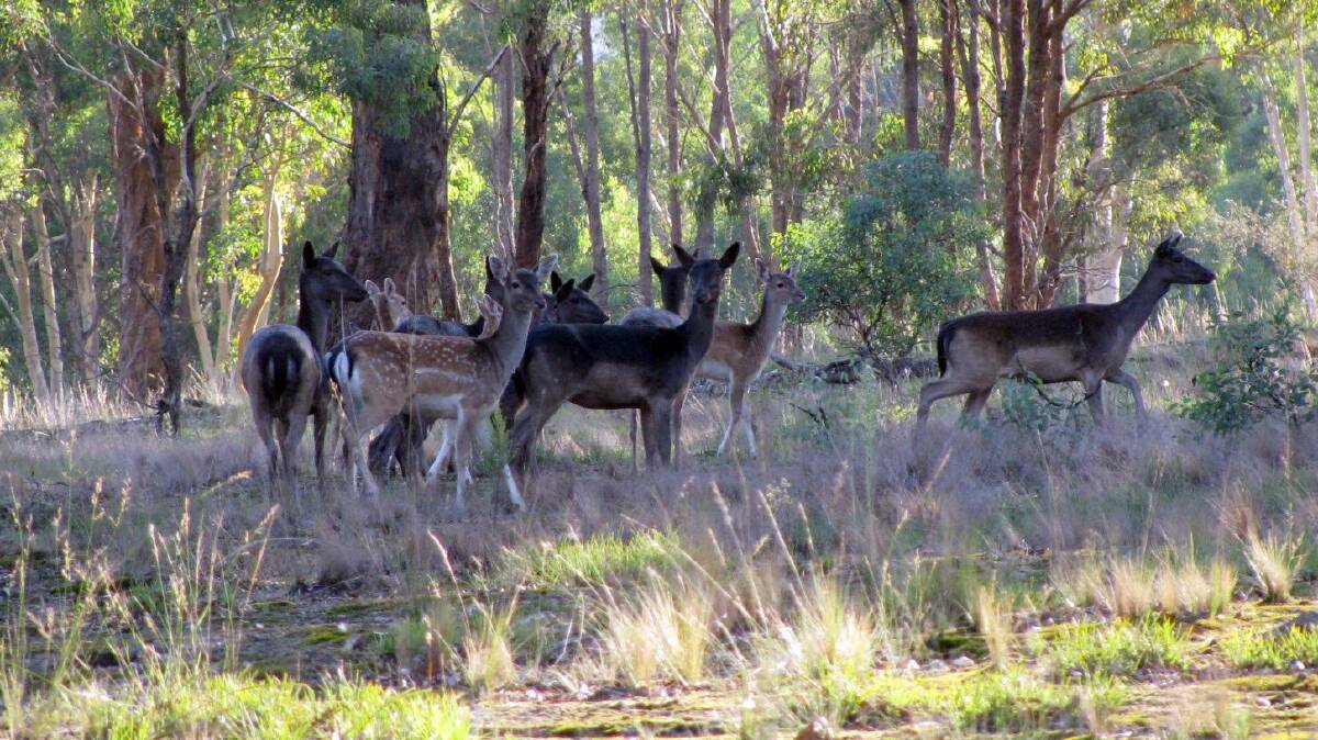 Feral fallow deer on the move in NSW.