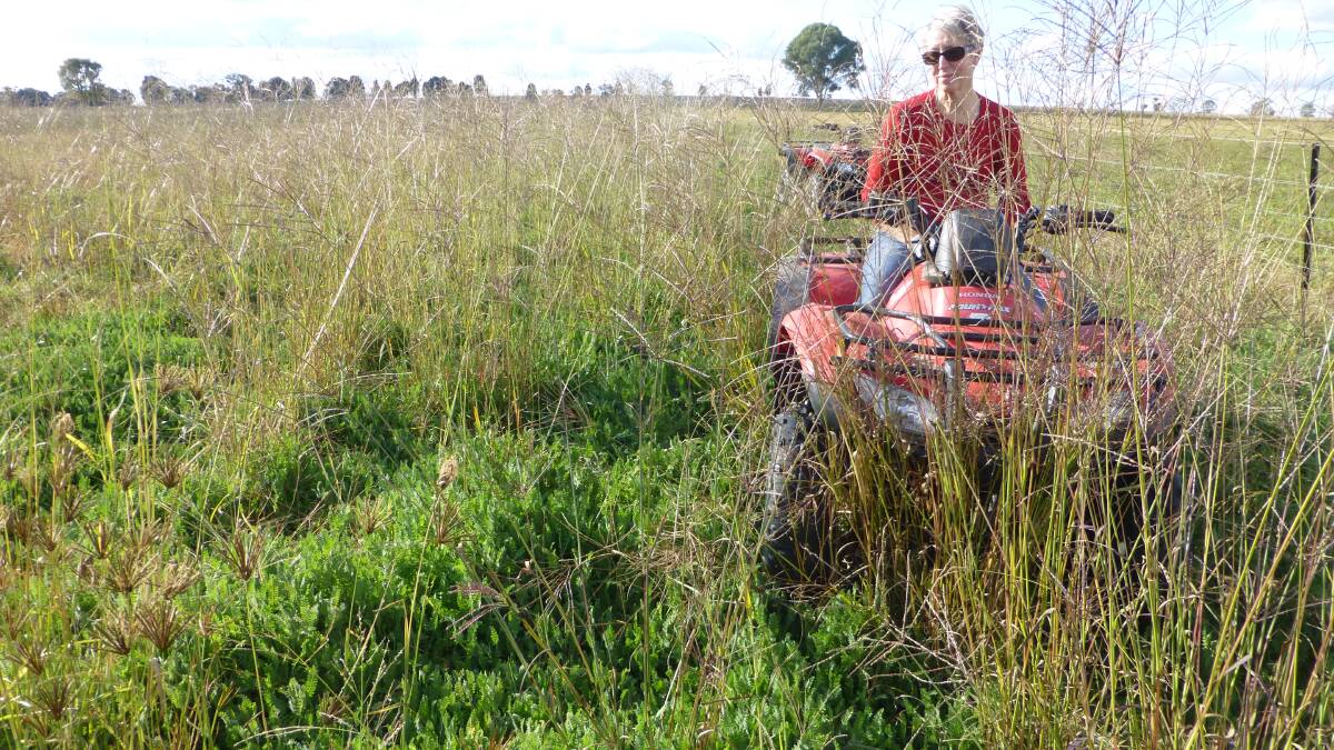 A June view of Sue Freebairn and legumes (in this case serradella) growing within a Premier digit tropical grass pasture on Kingswood, Purlewaugh. 