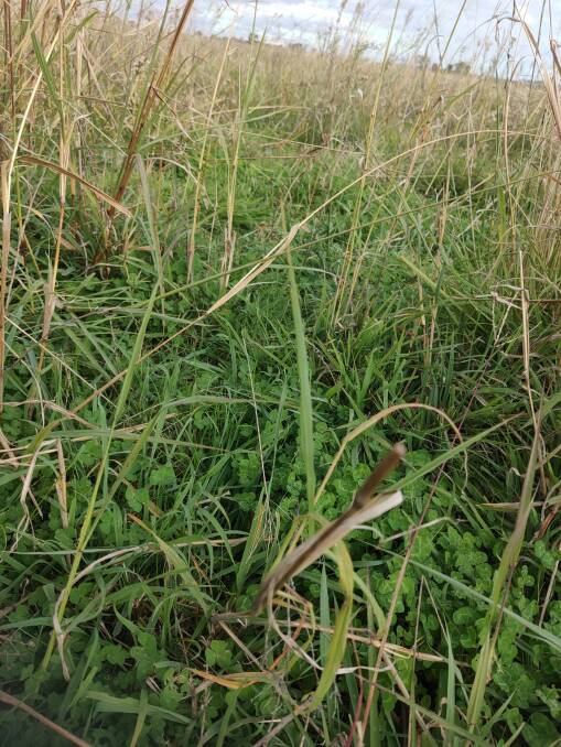 Another view, April, of legumes, in this case sub clover and serradella, getting away in a tropical grass pasture. 