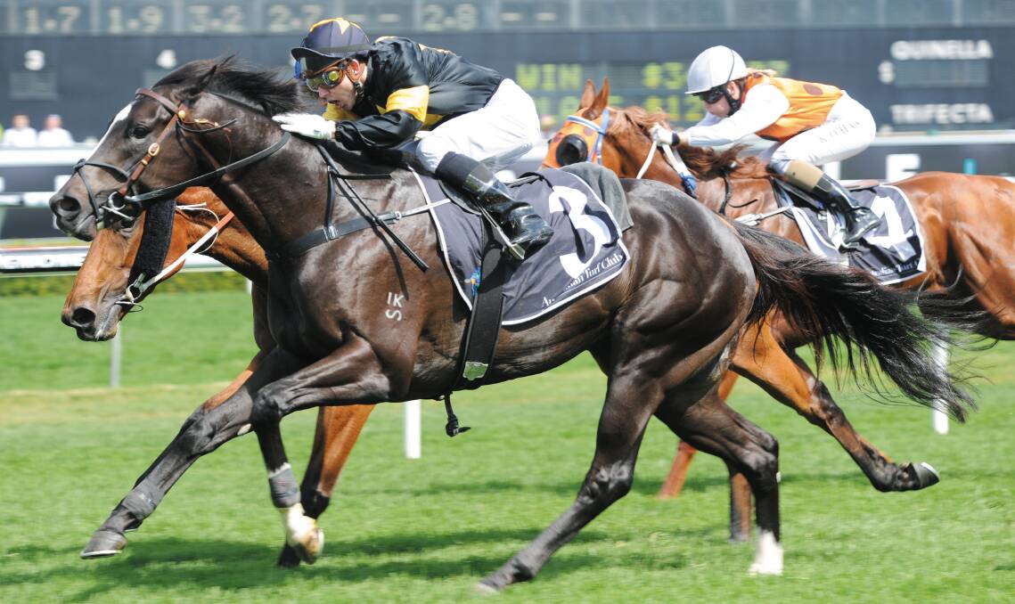  The Lyndhurst Stud, Warwick, based Better Than Ready was last season's leading two-year-old sire in Queensland. Photo supplied. 