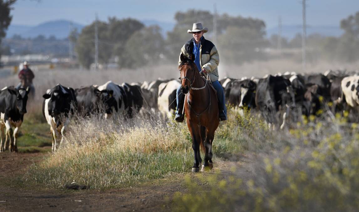 The Browns moved several hundred dairy cows to a new block at Browns Lane in late 2017, banking on a good water supply.The Browns' friend Mick Maloney is pictured with their cattle. Photo: Gareth Gardner, courtesy of Northern Daily Leader