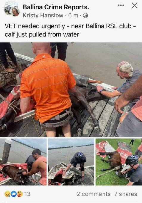 Battling to save a calf swept down the river to Ballina.
