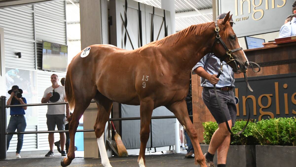  An Invader colt from Hussidora, which the Fergusons sold for $375,000 at this year's Inglis Classic Yearling Sale at Warwick Farm. Photo Virginia Harvey. 