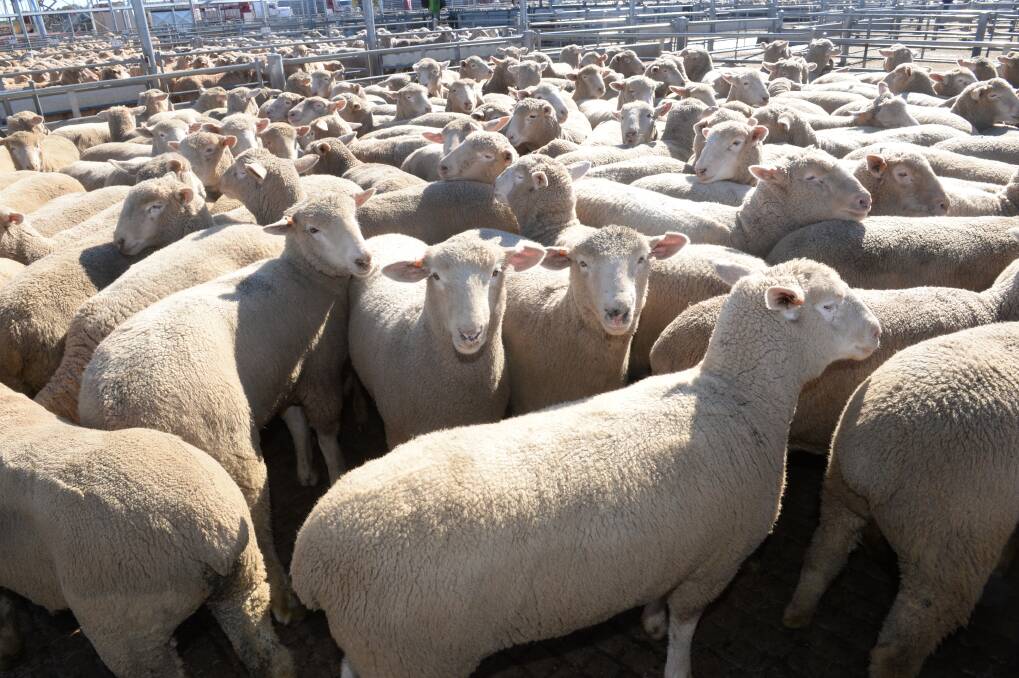 Export lamb prices have hit record highs, part of the strong performance of the sheep and wool industry at large in the most trying of droughts. Photo by Rachael Webb. 