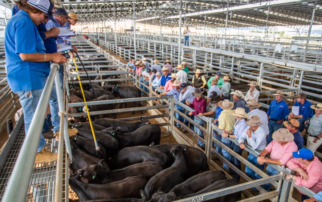 Jim Hindmarsh and Co sold 15 Angus steers (310kg) on behalf of Tenandra Park Pastoral Company for 330.2c/kg ($1023 a head) at Yass last Thursday. Photo by Heidi Grange.