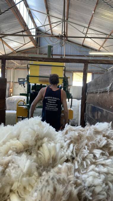 Shearer shortage to hit NSW in spring