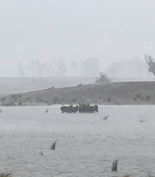 Wondalee Merino ewes surrounded by the 'lake' after Monaro downpour. Photo by Nathan Boate.