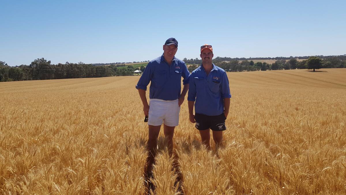 Wombat's Doug Houston with his cropping manager Brendan Shoard in their crop of the new wheat variety of Vixen that impressed ASC judges with its full heads of grain. Photo supplied.