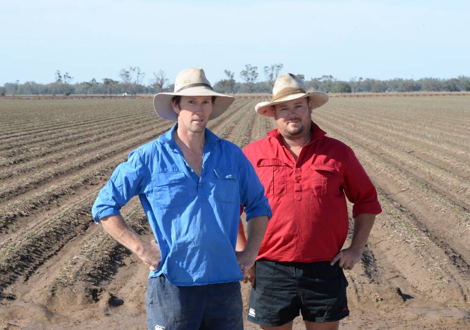 It's in and believe it or not the recent rain didn't help .. cottongrower Gus O'Brien, "Hatton", Warren, with farm manager Pete Brigden in the 748 crop just emerged, despite rain causing some crusting. Photo by Rachael Webb.
