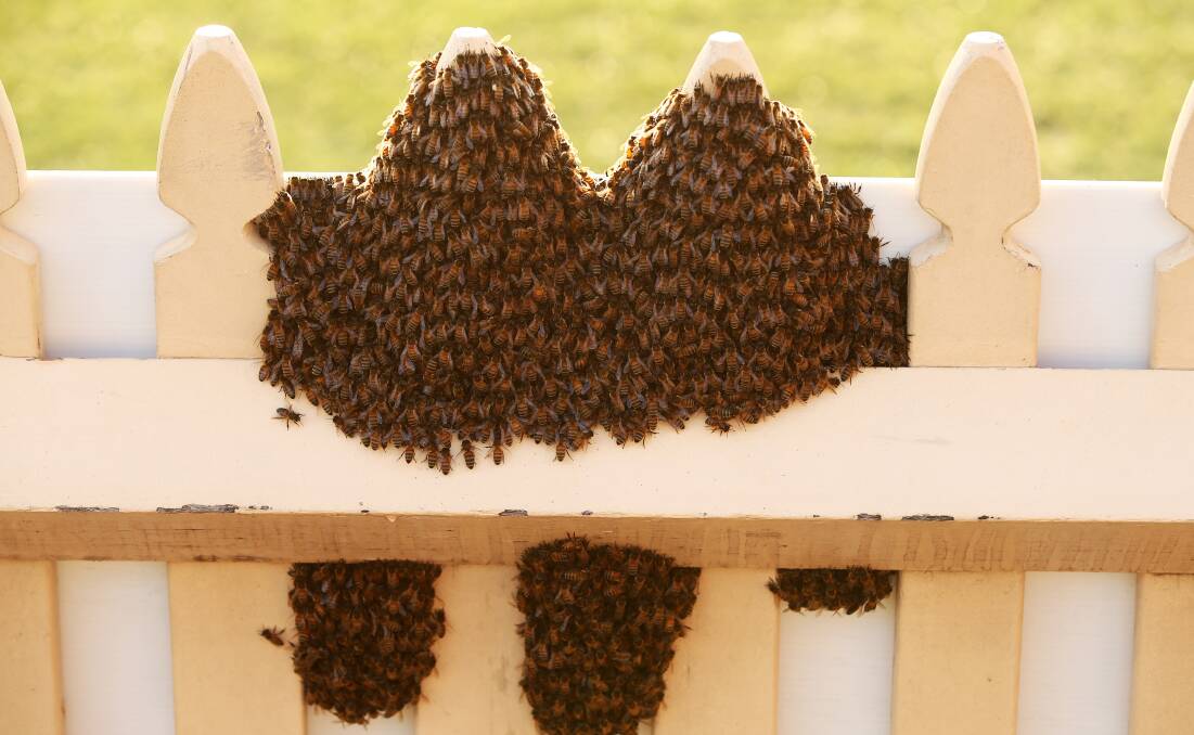 The bee swarm decides to take a view of the game from the stands. Pic by AAP