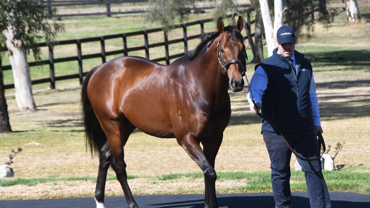  Casino Prince stud son All Too Hard (and Brad McCarthy) now sire of two Group 1 winners, at Vinery Stud. Photo Virginia Harvey. 