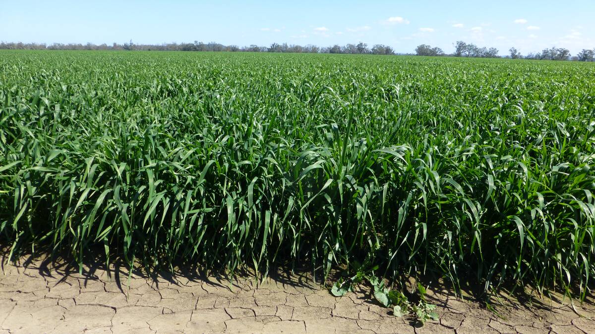 Two consecutive high yielding crops remove, via grain, high amounts of elements like phosphorus and nitrogen. Soil testing is an important aid for fertiliser decisions.
