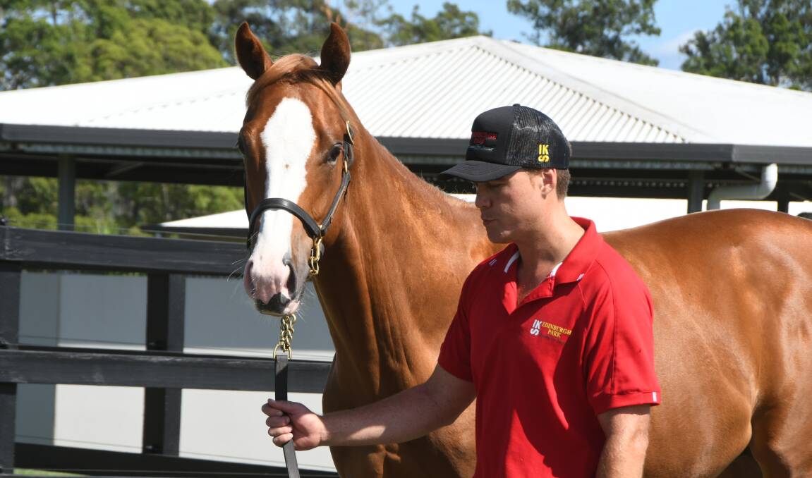 Edinburgh Park's Not A Single Doubt-Serena Bay colt (with Richie Hughes) which is bound for the Magic Millions Yearling Sale. Photos Virginia Harvey 