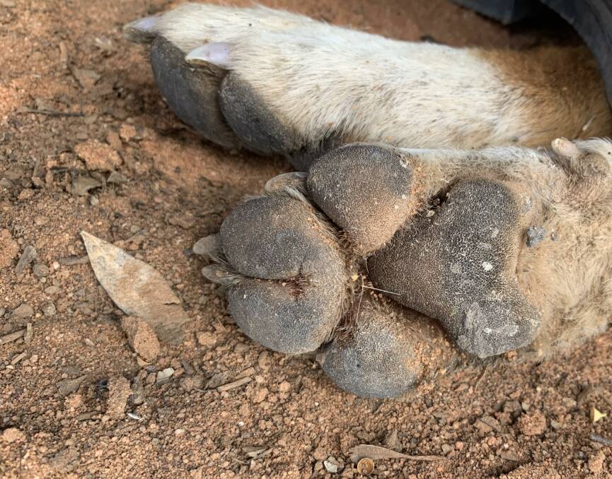 One of the wild dogs had webbing on its paws that denoted it had strong dingo blood.