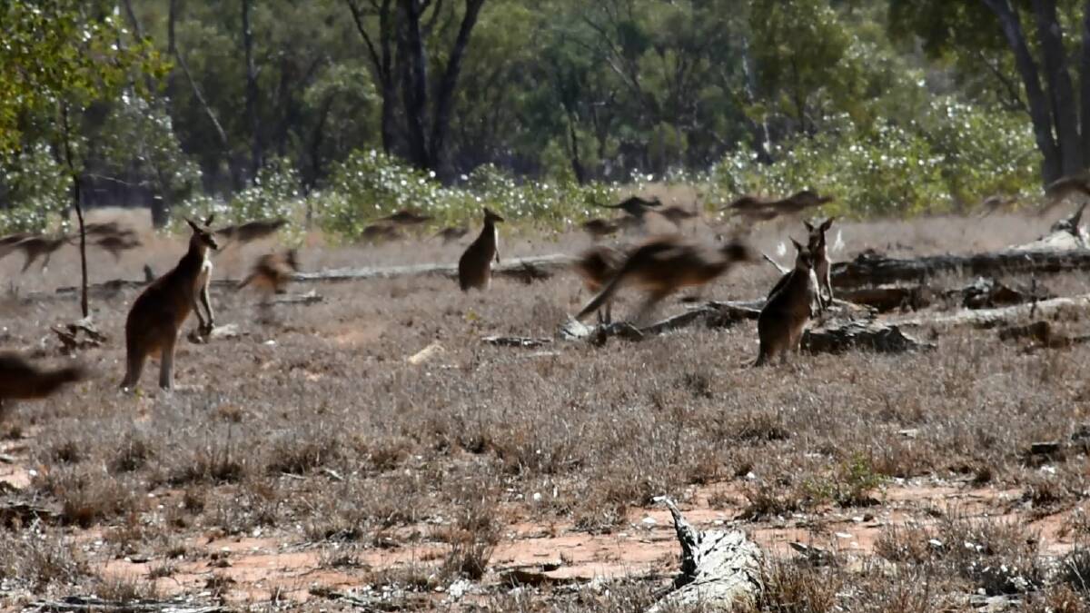 Kangaroos are causing major headaches for farmers in the drought.
