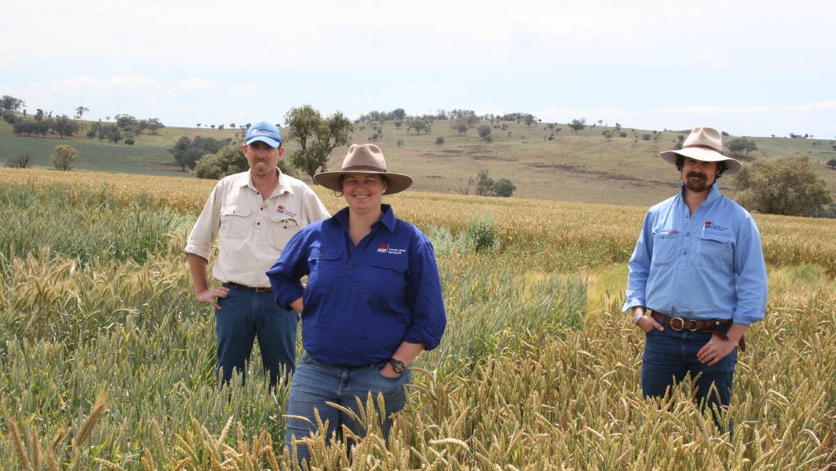Central west Local Land Services agriculture adviser Callen Thompson, Dr Sue Street Livestock Officer and Tim Bartimote Cropping Officer assessing various cereal varieties in a dual purpose trial. 