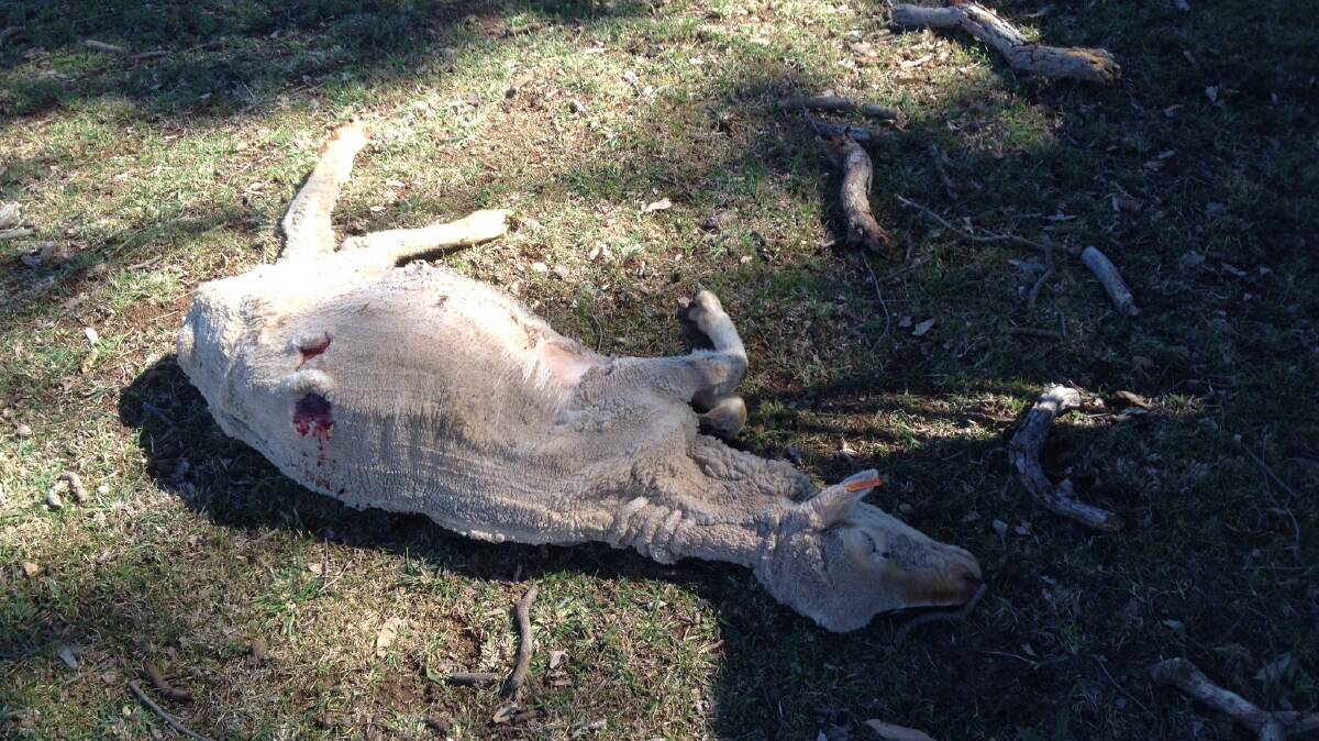 A ewe killed at Woodville.
