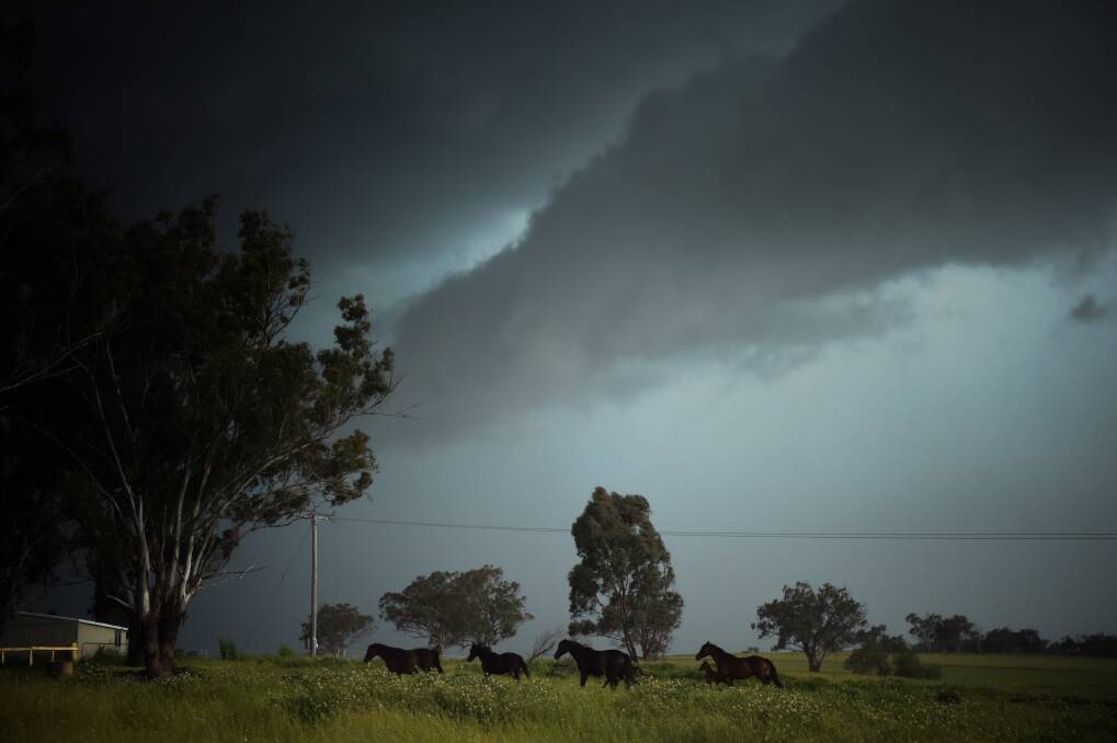 Horses on the run during wet weather at Quirindi. A big rain event is set to hit the Hunter, Mid-North Coast, Central Coast and down to the Illawarra this week. Photo by Nick Moir.