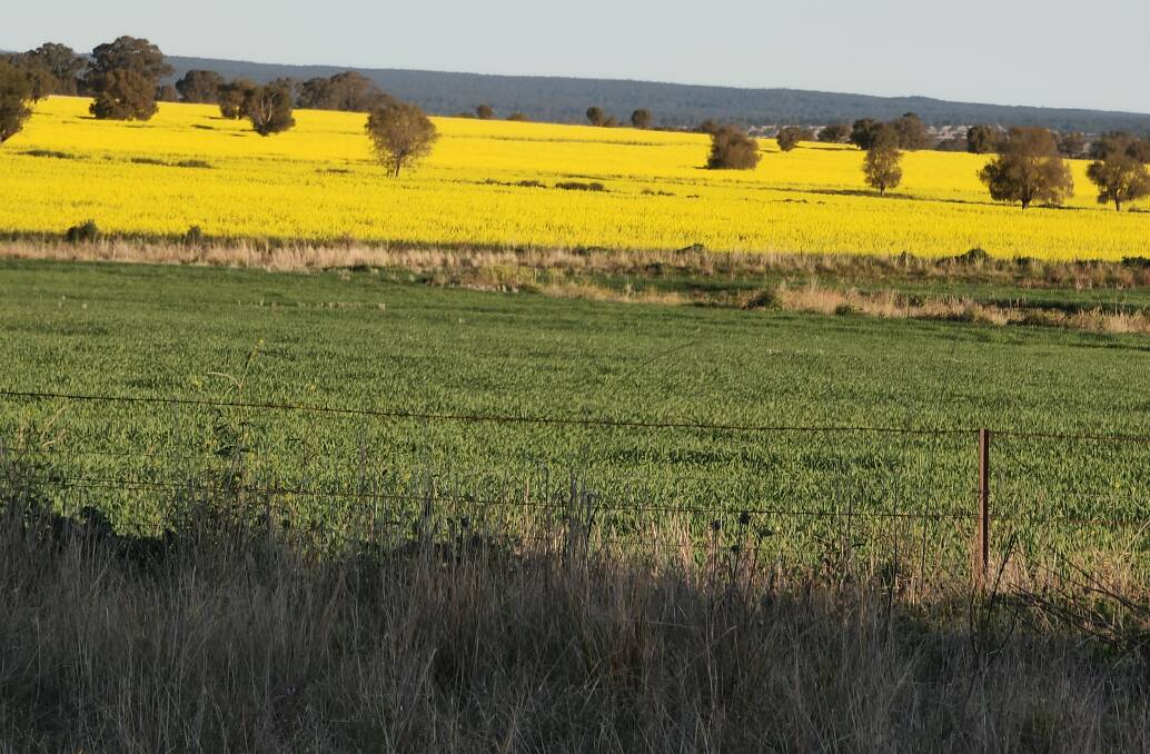 Year in tear out, crops like canola, perform more reliably when soil moisture has been accumulated during the fallow period.

