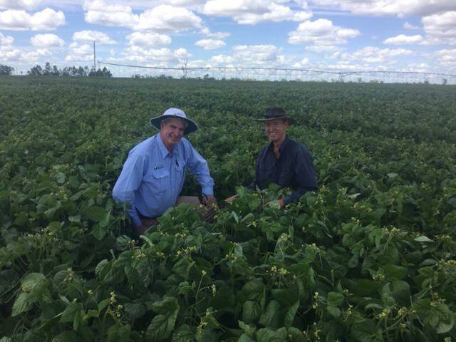 Paul McIntosh of Pulse Australia and Ian Wolski of Chinchilla in a Mungbean crop. The conditions, with recent top rainfall, and prices at $1400 a tonne, make it a good time for mungbean plantings in the north.