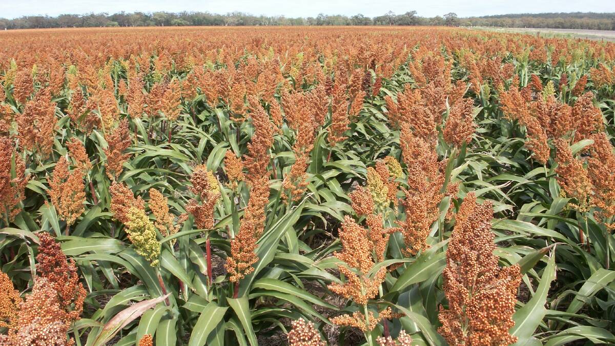 Closer row spacing and heavier sowing rates play a vital part of reducing weeds in grain sorghum crops. Closer row spacing and heavier sowing rates generally have little to no detrimental adverse effect on crop yield. 