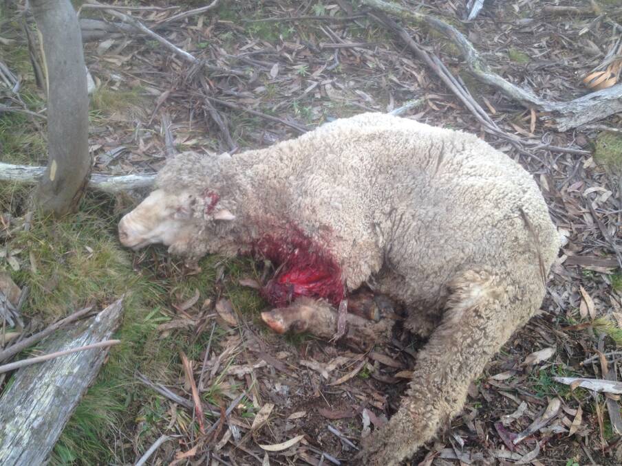 A sheep at Kybeyan showing where a large wild dog had mauled its front leg. Farmers want the Forestry Corporation to do more bating.
