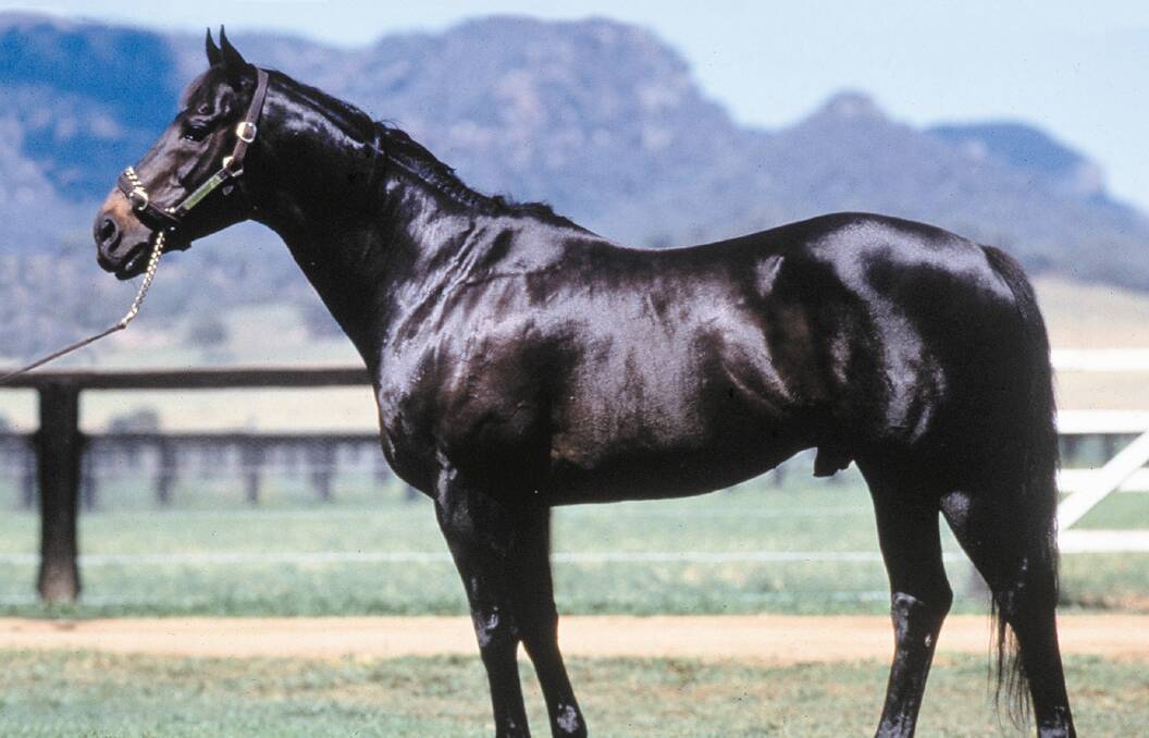  Star Kingdom's champion grandson sire, Bletchingly is line-bred via his sire-line to Toorak Toff. Photo Bluebloods. 