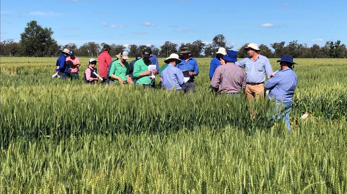 Peter Matthews (second from right), NSW DPI Technical Specialist, Grain Services, explains attributes of new wheat varieties at a spring field day. Boree, Calibre, released Raider and Valiant are new 2022 releases.