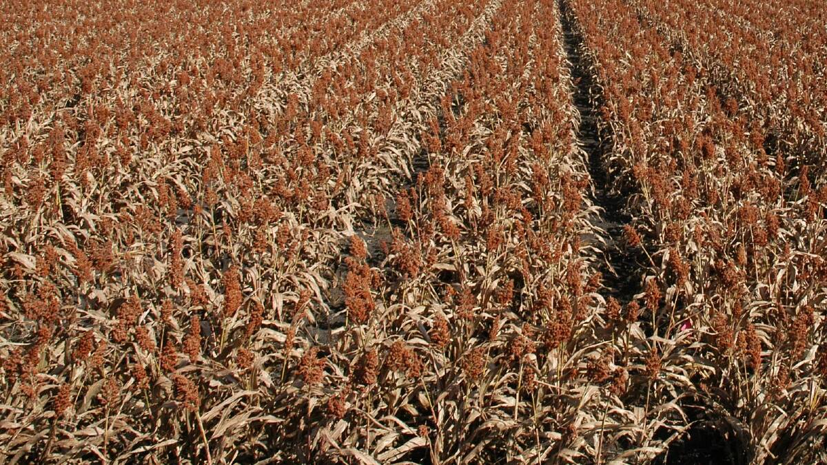 Grain Sorghum Weed Control Guide, written for Pacific Seeds by nationally recognised weed authority Andrew Summervaille, is a valuable reference. 