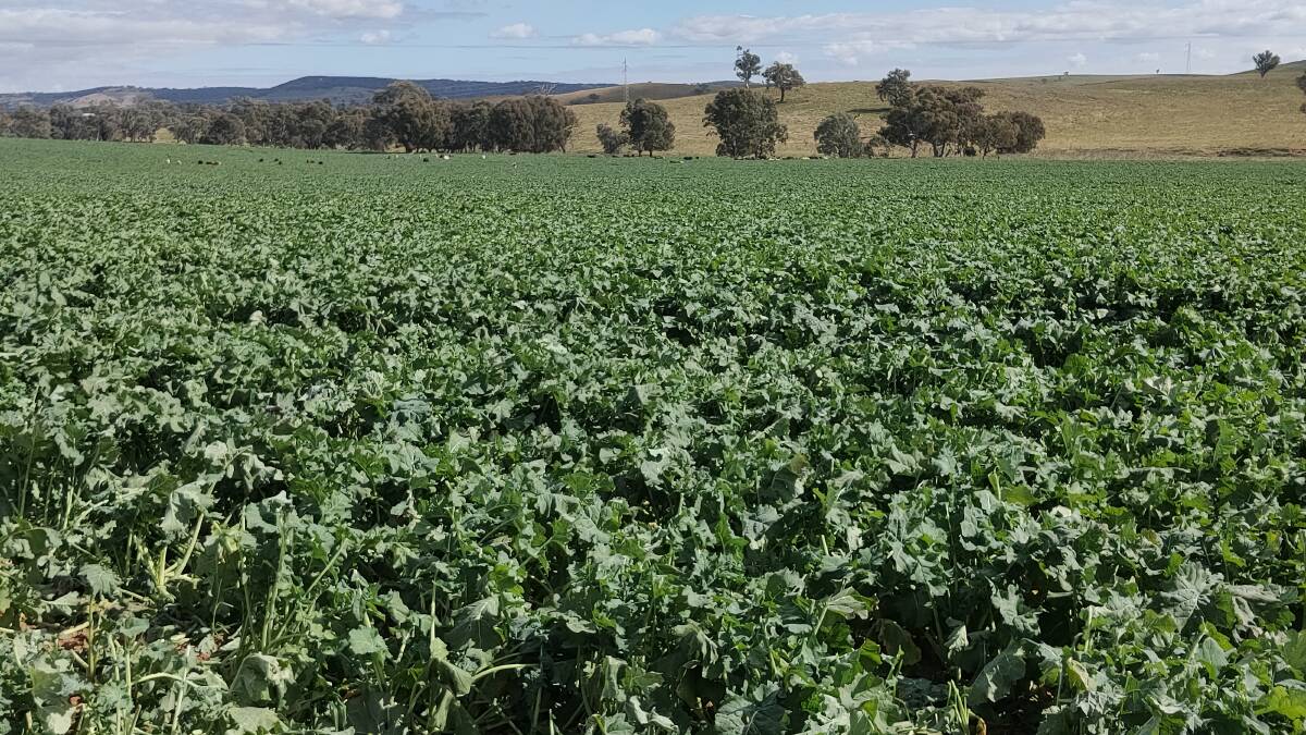 Farmers are choosing dual purpose brassica crops and these are able to provide quality feed as well as grain yield similar to grain only crops. An April 22 view.