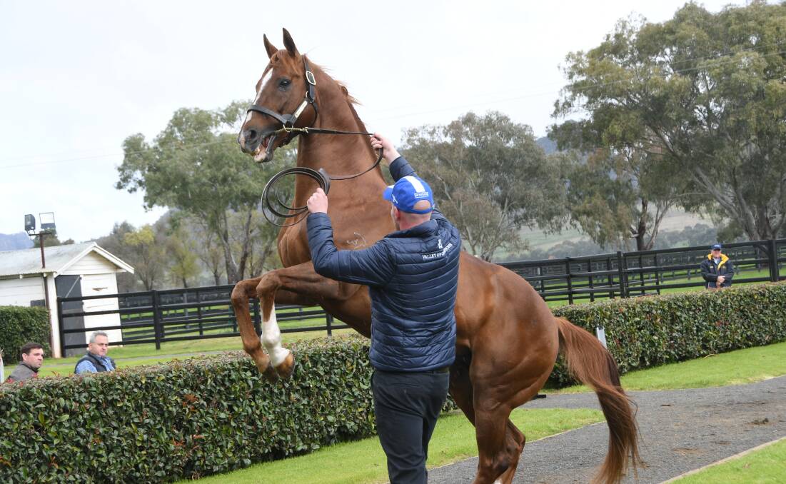 Star Witness (and handler Alex Whittakar) along with stable companion Nicconi, will both continue their stud duties at Widden Stud's newly acquired Victorian base of the former Sun Stud at Riddles Creek. Photo Virginia Harvey