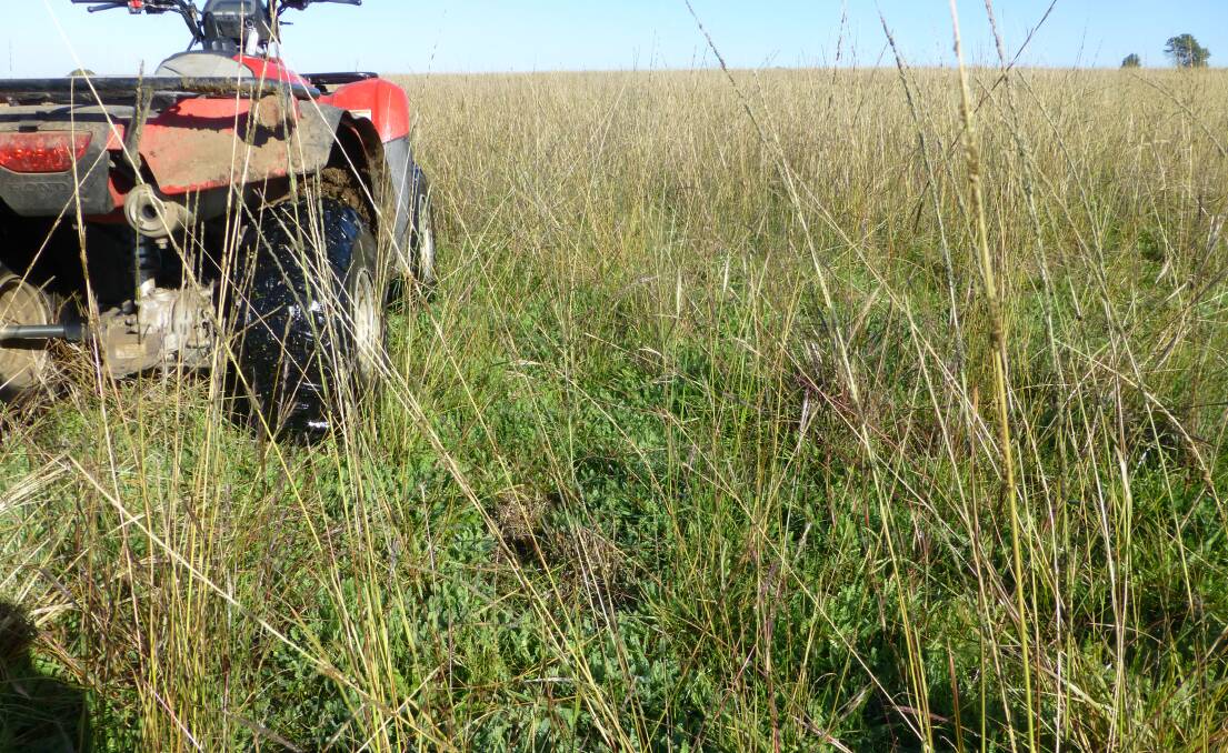 A typical well managed improved native grass pasture contains a multitude of native perennial grass species, as well as a wide range of winter legumes like sub clover, biserrula serradella and naturalised clovers. 