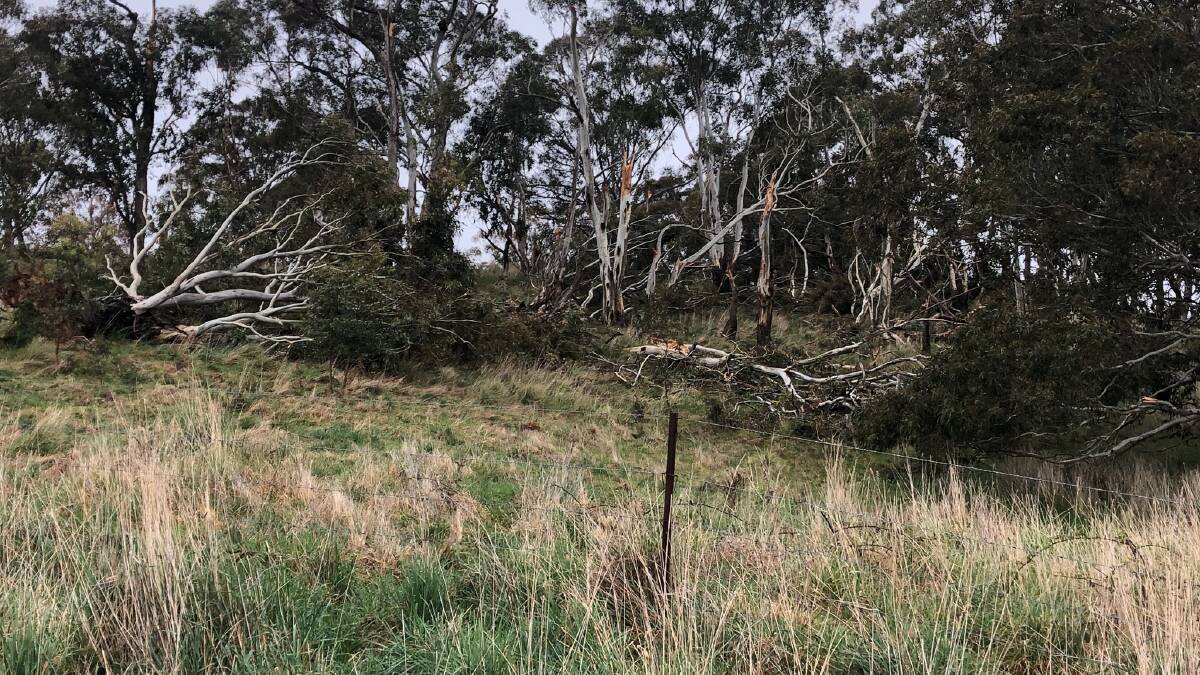 Meadow Flat tornado tossed pets 300 metres in air